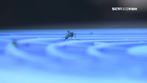捕蚊燈就是利用蚊蟲的趨光性，達到滅蚊效果。（示意圖／資料照）