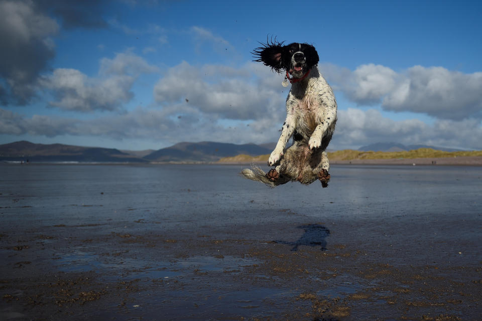 <p>Am Strand von Rossbeigh in der südwestirischen Grafschaft Kerry springt ein Hund in die Luft, um einen Ball zu fangen. (Bild: REUTERS/Clodagh Kilcoyne) </p>