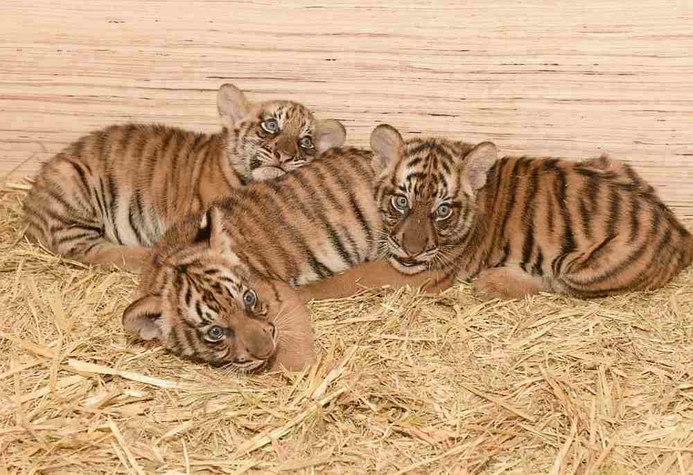 Puntum, Teja and Bayu will be available for public viewing from October 20-25, 2020 at the Taiping Zoo and Night Safari (TZNS). — Picture courtesy of TZNS