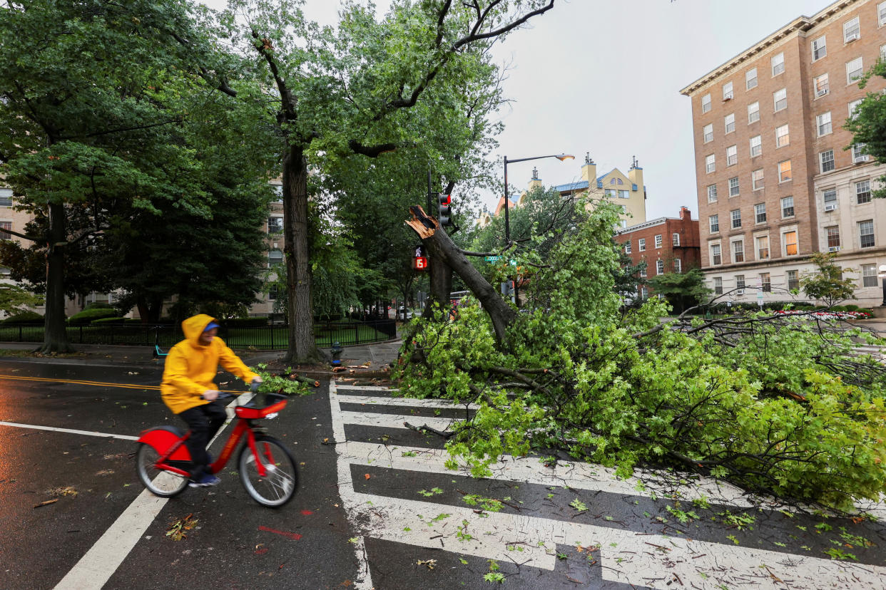 A person bicycles past a fallen tree.