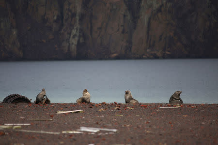 Seals are seen on Deception Island, which is the caldera of an active volcano in Antarctica, February 17, 2018. REUTERS/Alexandre Meneghini