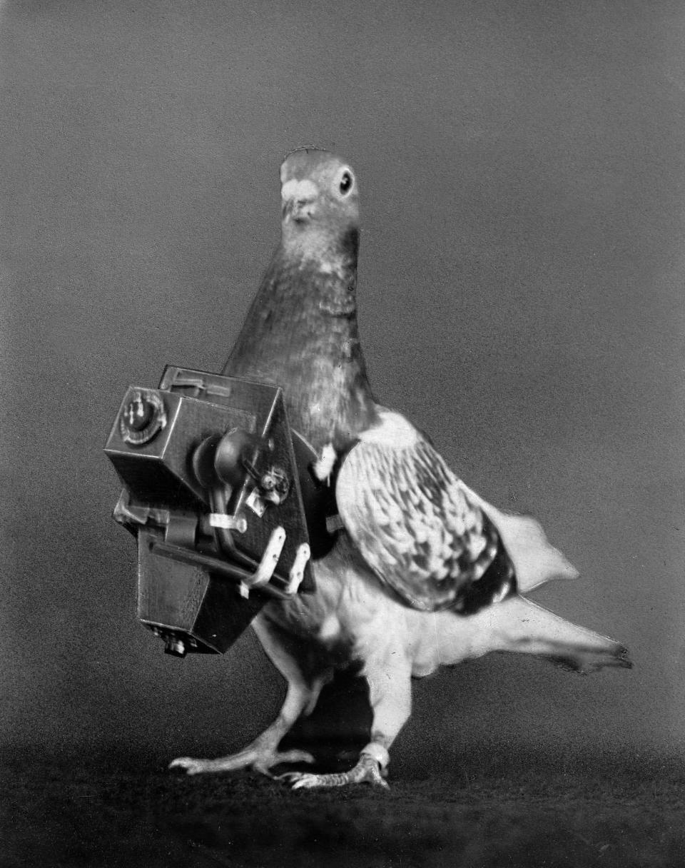 A pigeon with a camera attached to its body in France in 1910.