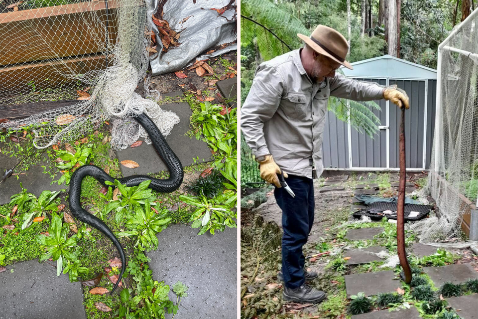 Left: The tangled snake. Right: Chris Williams holding the snake by the tail.