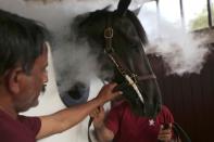 Dubai stables gives prize racehorses cryotherapy