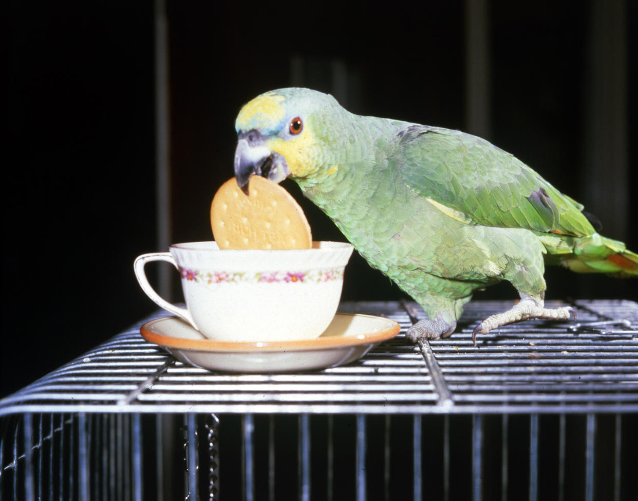 https://www.gettyimages.co.uk/detail/news-photo/jasper-the-green-amazon-parrott-dunking-his-biscuit-into-a-news-photo/846295684