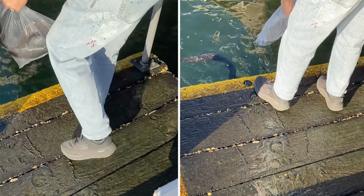 A woman seen releasing a live eel into Sydney Harbour at Pyrmont, near the Fish Markets. The move sparked concern from a local that the species may have been invasive. 