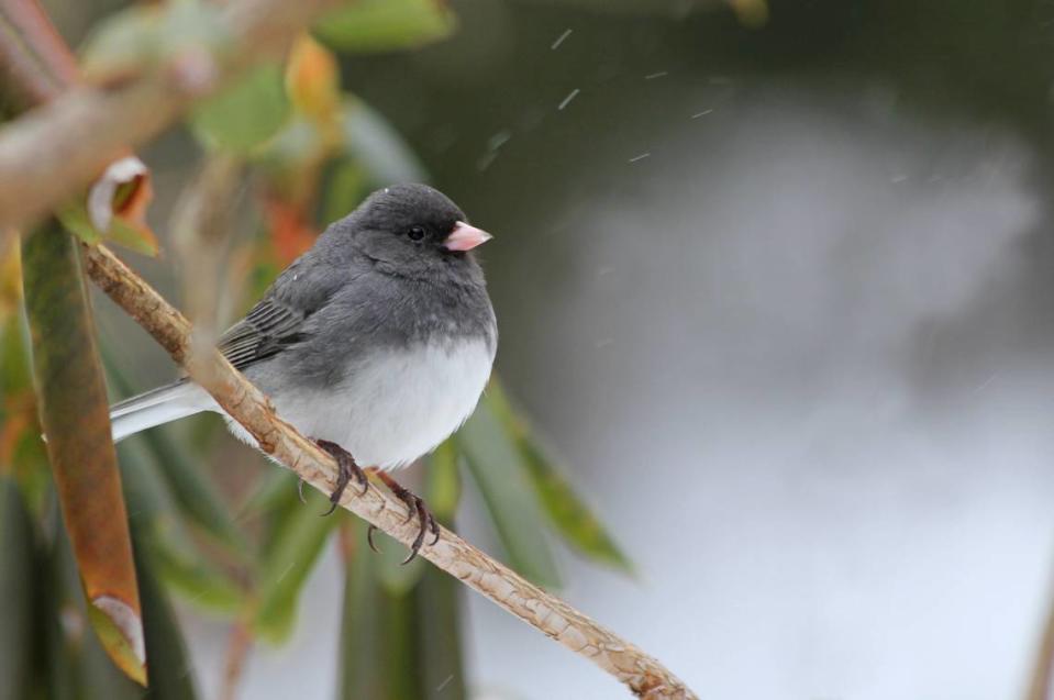 Dark-eyed juncos, like the one seen in this file photo, can be spotted in Kansas during the cooler months.