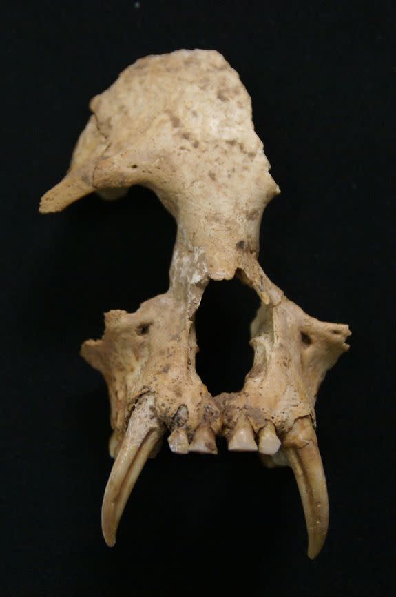 The skull bone of the new gibbon species, Junzi imperialis.