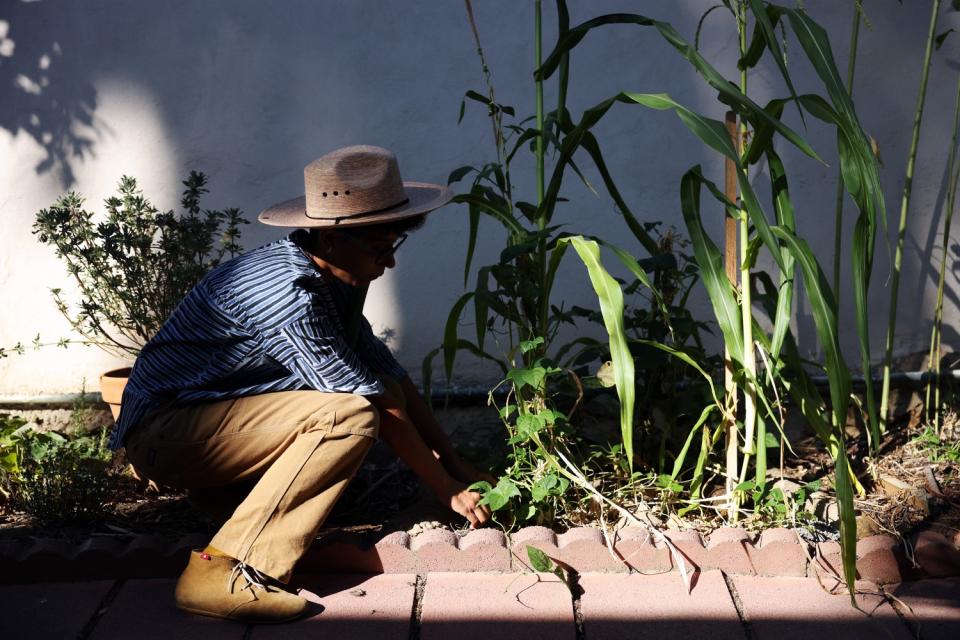 Jamie Williams searches for bush beans in her tiny garden next to her apartment complex.