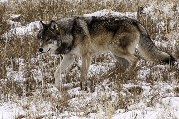 The reintroduction and recovery of gray wolves in Greater Yellowstone and the wider U.S. Northern Rockies make up one of the greatest conservation success stories. The challenge now is the same as for grizzly bears: namely, how to continue reco