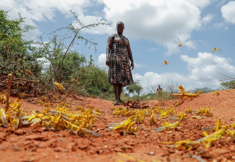 Kenyan farmer Mwende Kimanzi tries to chase away individual locusts that remained after a swarm descended on her crops in the region of Kyuso