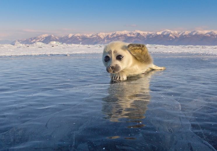 Seal pup wave