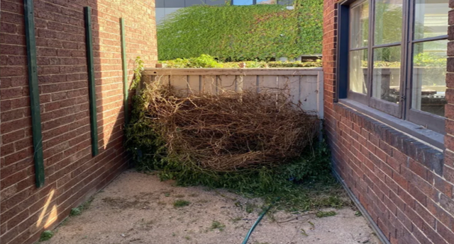 The common neighbourhood dispute is highlighted in the image with twigs and greenery flung over the fence in Melbourne.