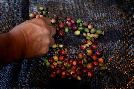A coffee grower selects coffee fruits on a canvas in Chinchina, Colombia November 22, 2018. REUTERS/Luisa Gonzalez