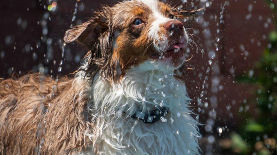 <div>Jac Whitmire sent over an adorable photo of her Australian Shepard named Whiskey cooling off! Can't say we wouldn't want to join Whiskey as these temps heat up!</div>