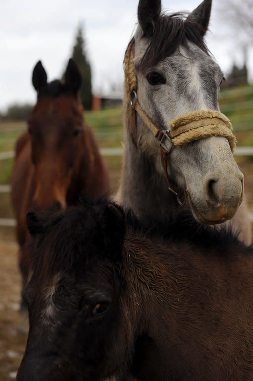 Horses pictured at a shelter in southern Spain on March 5, 2013. The Spanish government says the number of horses slaughtered in abattoirs has doubled since 2008, with 60,000 killed in 2012