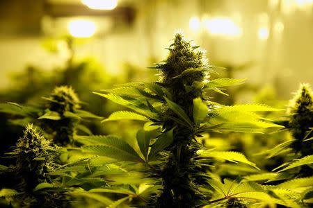 Marijuana plants are seen in an indoor marijuana plantation of a marijuana's smokers club in the outskirts of Montevideo, Uruguay July 16, 2017. REUTERS/Andres Stapff