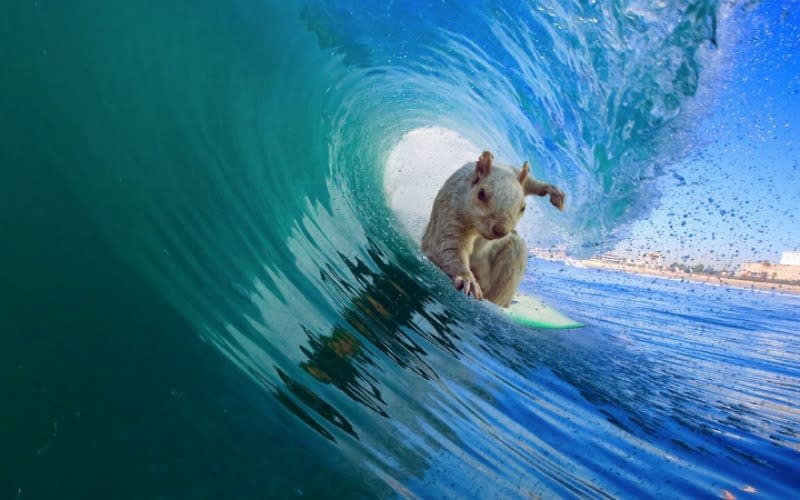 Un usuario imaginó a esta ardilla como todo un experto en el surfing. Foto: Imgur.com/2b89aLm