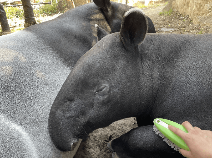 英雄很享受梳毛過程。（翻攝橫濱動物園官網）