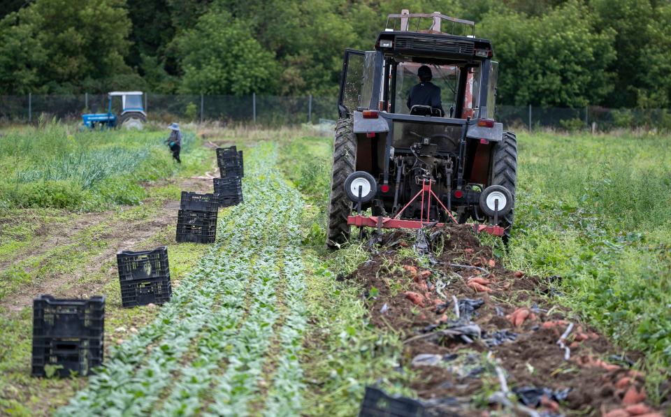 Farm machinery unearth's sweet potatoes at Springdale Farm, Thursday, September 22, 2022, in Plymouth, Wis.