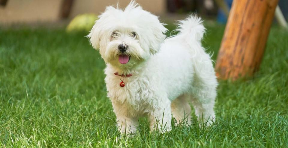 While no dog is 100 percent hypoallergenic, there are some low-allergy pets, like this cute Bischon Frisé. (Photo: Getty Images)