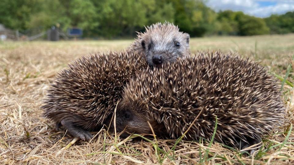 Two young hedgehogs