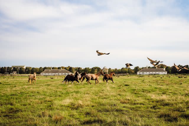 <p>Justin Kaneps</p> Horses live alongside fine art at the Ranch, in Montauk, New York.