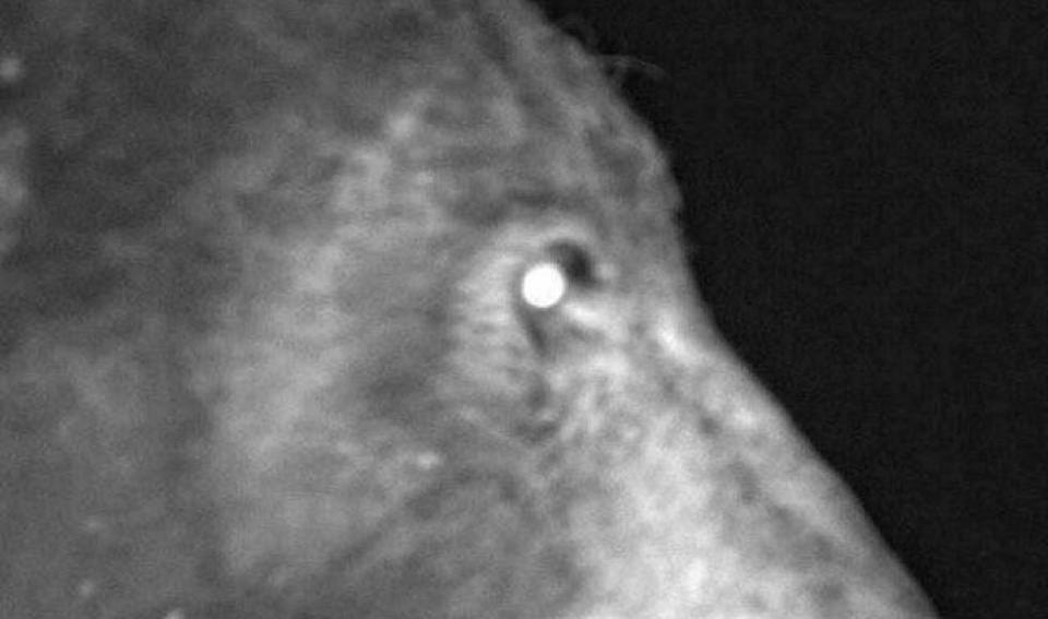 A bear took 400 selfies with a wildlife camera in Boulder, Colorado.