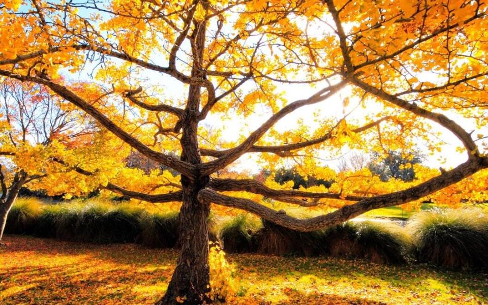 Ginkgo biloba 'Autumn Gold'  - Alamy