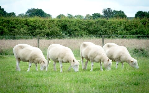 The 'Nottingham' Dollies who were created from the same cell line as Dolly  - Credit:  University of Nottingham