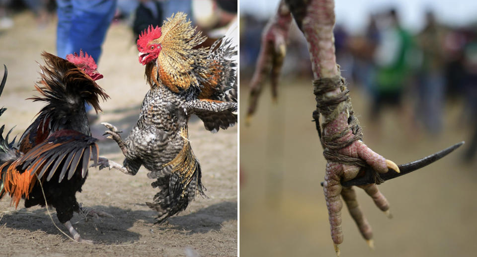 A blade seen attached to a rooster's foot. 