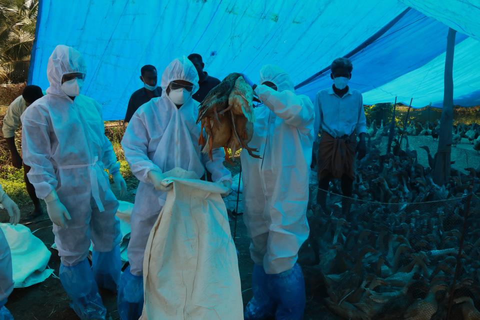 TOPSHOT - Health workers in protective suits cull ducks after the H5N8 bird flu strain was detected, in Karuvatta of Alapuzha district some 90 Kms from Kochi on January 6, 2021. - Tens of thousands of poultry will be slaughtered in India after an outbreak of deadly avian influenza was found to have killed scores of birds across the country, officials said on January 5. (Photo by Arunchandra BOSE / AFP) (Photo by ARUNCHANDRA BOSE/AFP via Getty Images)