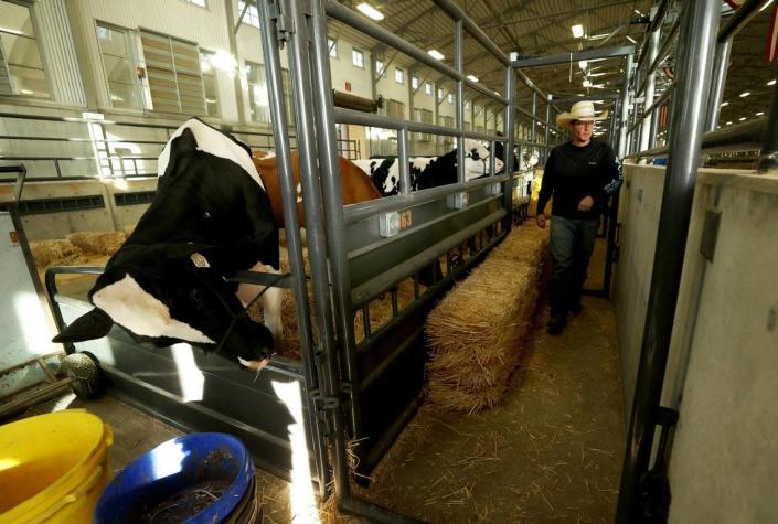 Alan Olson stacks straw for his family&#x002019;s dairy cows after arriving to the Fort Worth Stock Show &amp; Rodeo on Friday, January 14, 2021.
