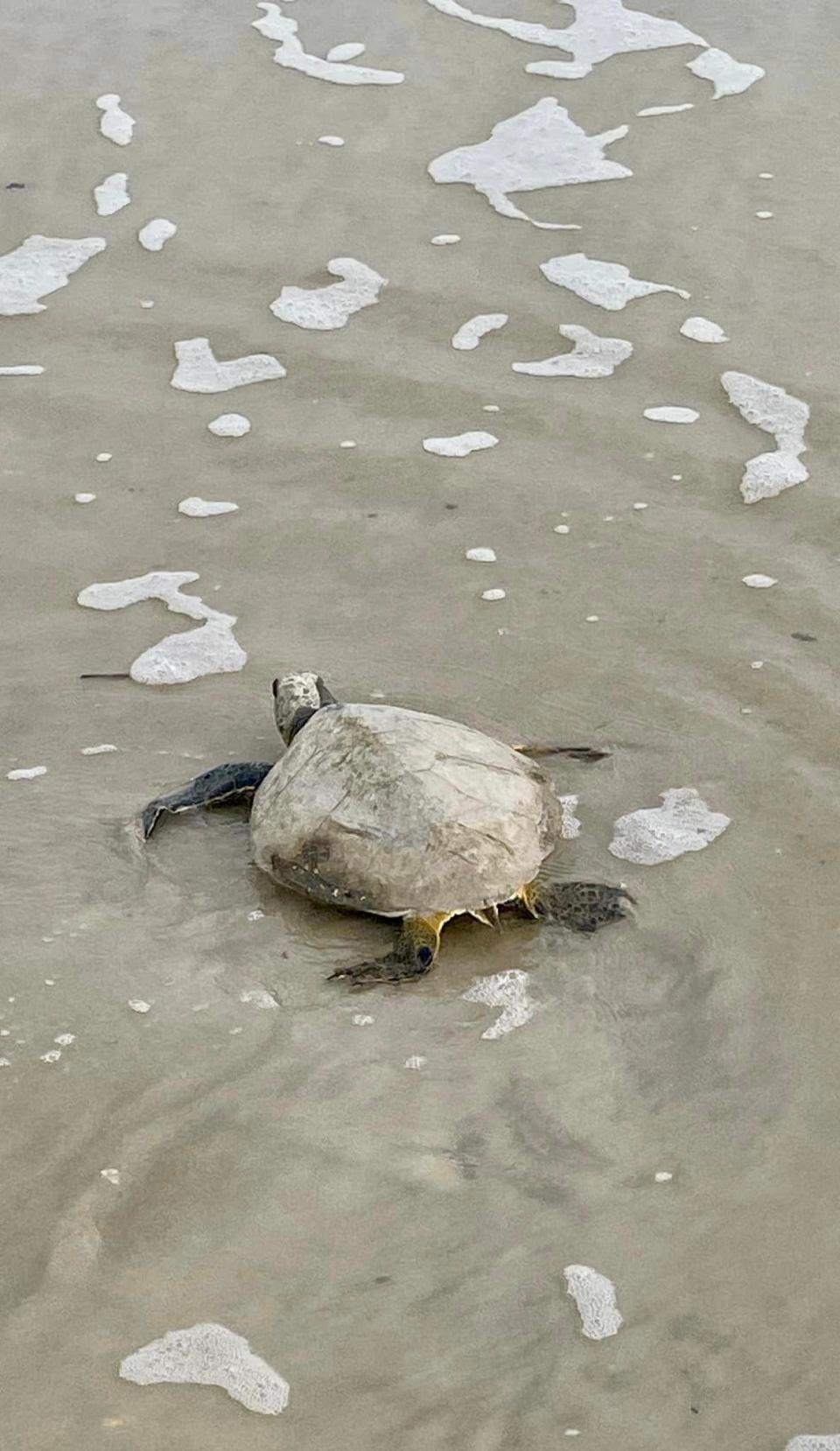 The little guys were released back into the ocean after being evaluated and determined healthy.