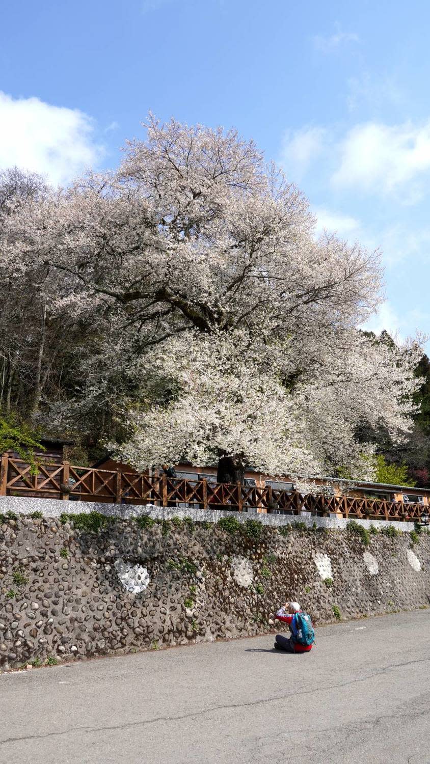 今年在寒流影響下，開花時間稍晚約1周。   圖：取自觀霧國家森林遊樂區粉專