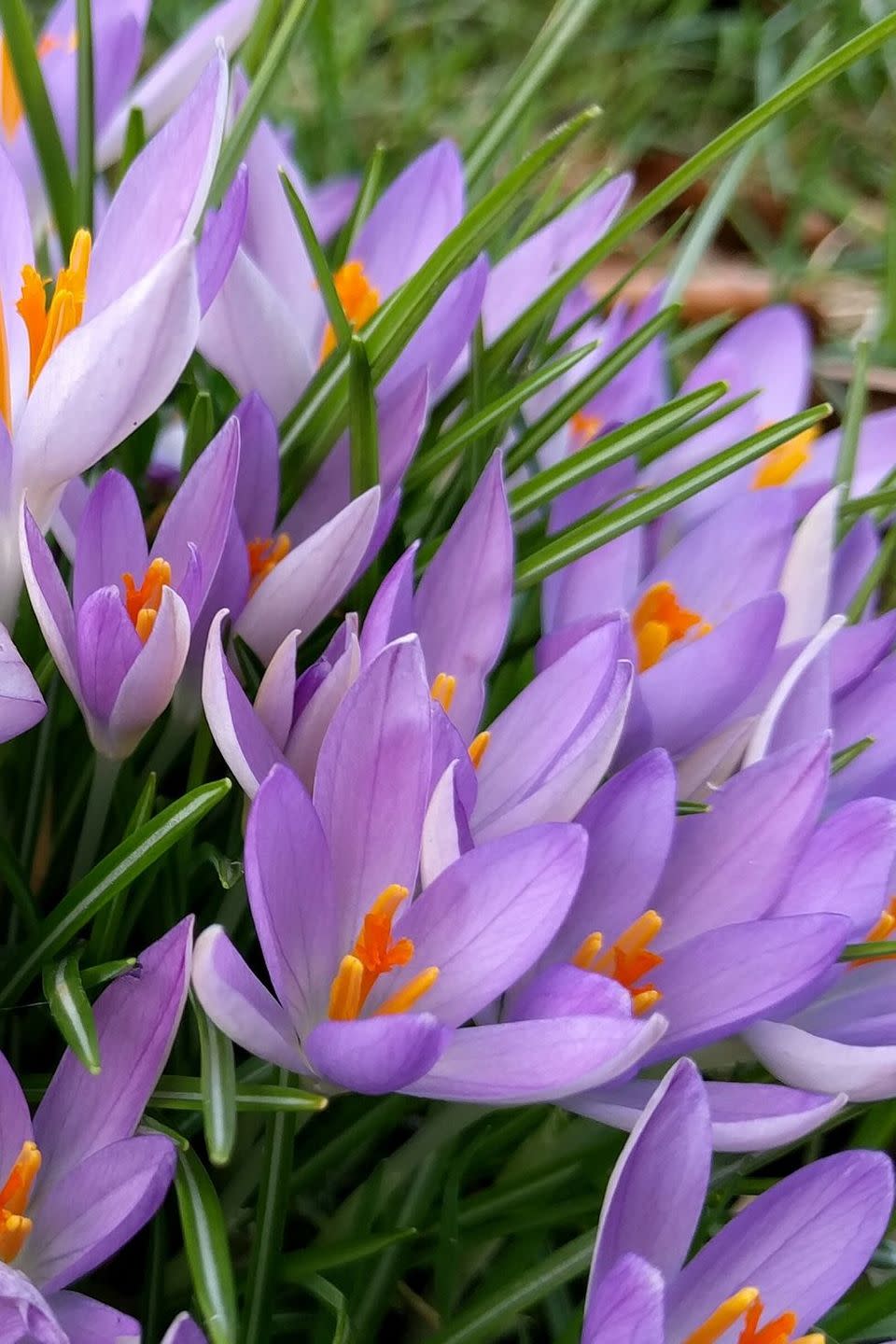 flower meanings, purple crocuses