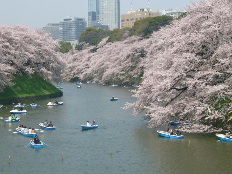 日本櫻花季等你！新春遊日試手氣　華航飛東京抽免費機票