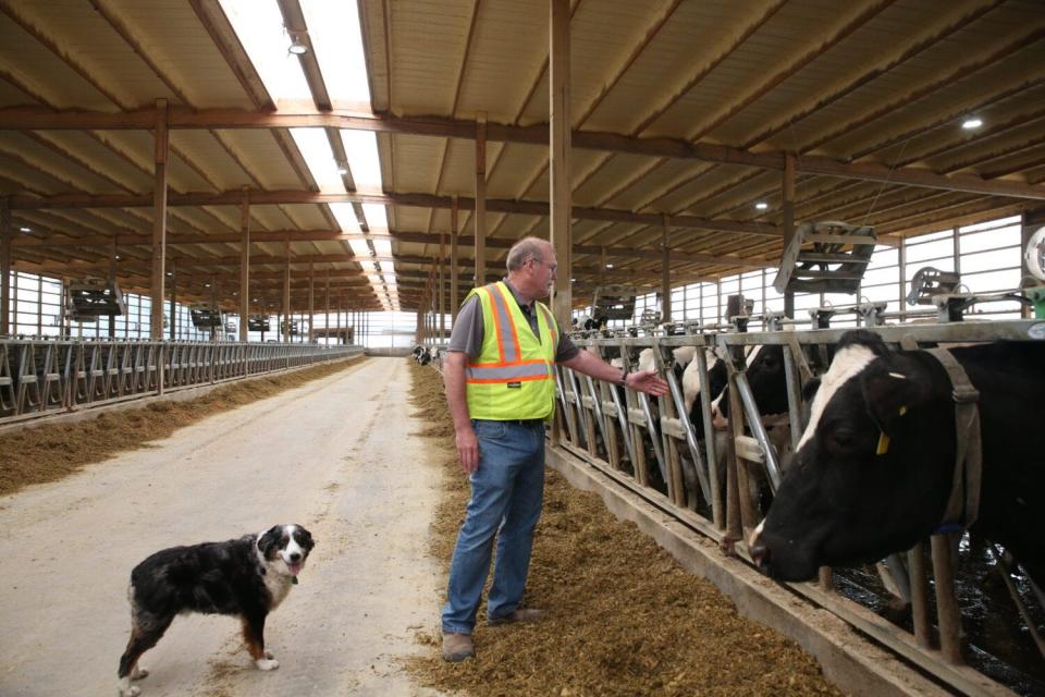 Lynn Boadwine and his dog, Kenny, walk through a barn at Boadwine Farms. Boadwine and other dairy farmers say they have difficulty finding help and could benefit from more immigrant or migrant labor.