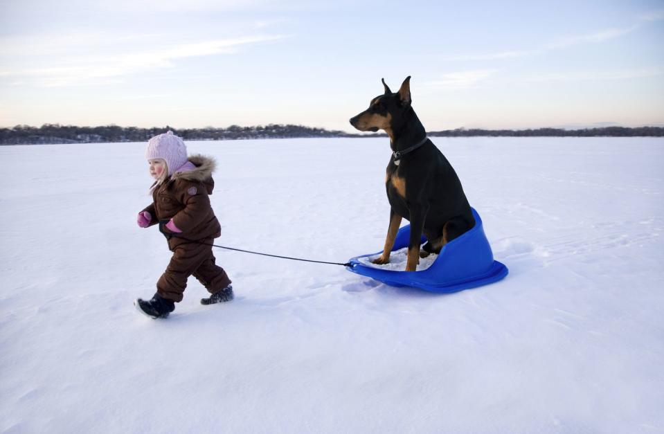 Doberman Pinscher