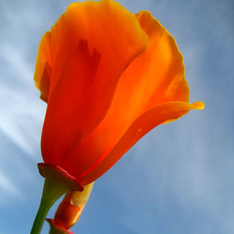 California poppy