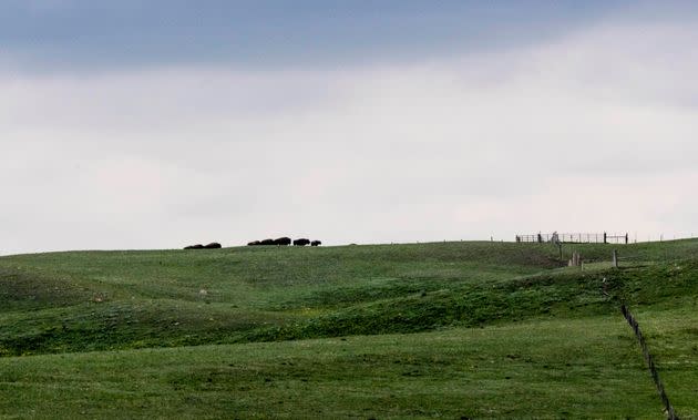 Wild buffalo graze on the Blackfeet Nation's Buffalo Spirit Hills Ranch on June 2.