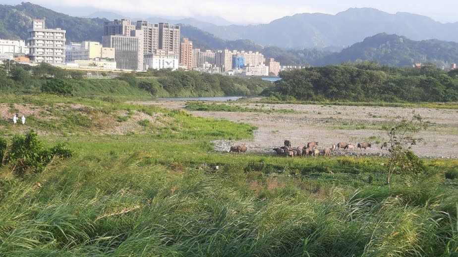 野放牛成群行動避開人類出現地點。   圖：新北市動保處提供