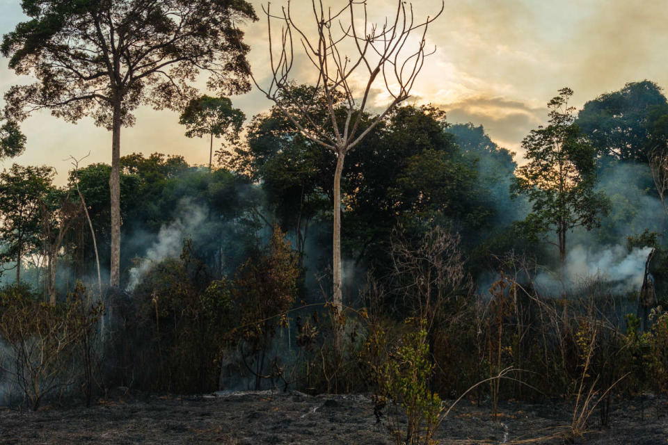 Photo prise en 2015 d’une forêt en feu à Belterra, en Amazonie brésilienne.