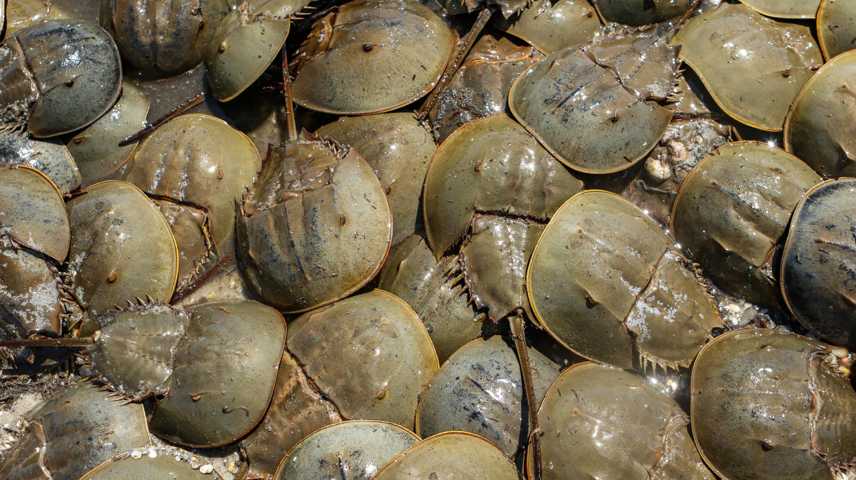 Horseshoe crabs pile up during his tide at Pickering Beach in Dover.