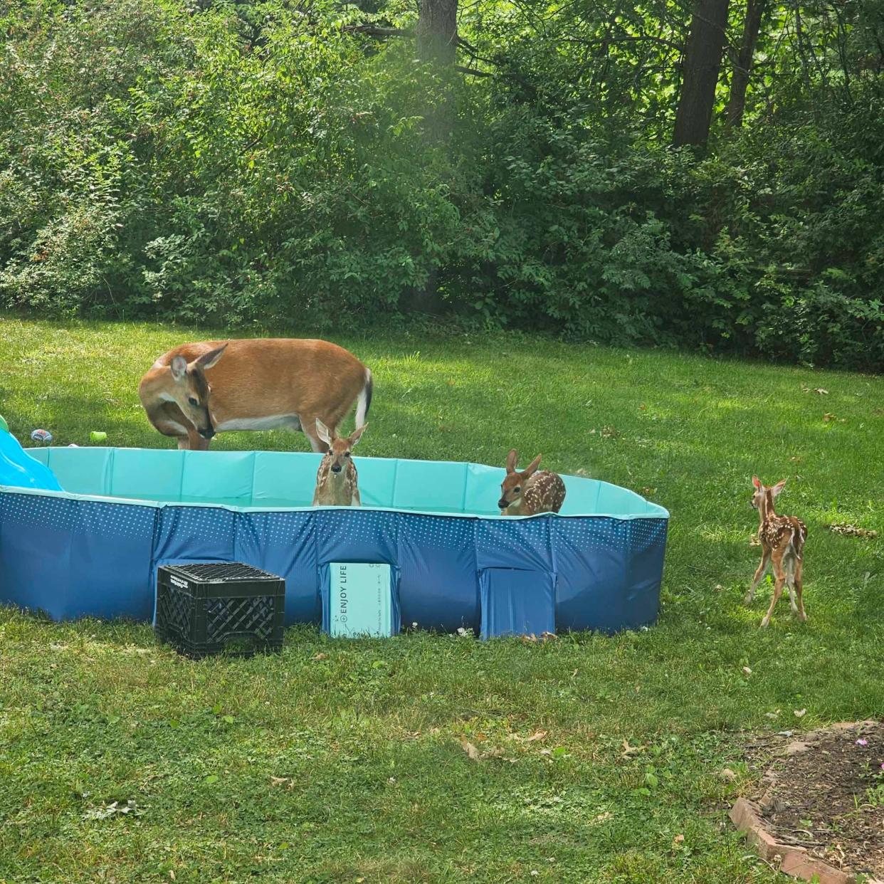 Baby deer splash around in a Stow resident's backyard pool June 20.