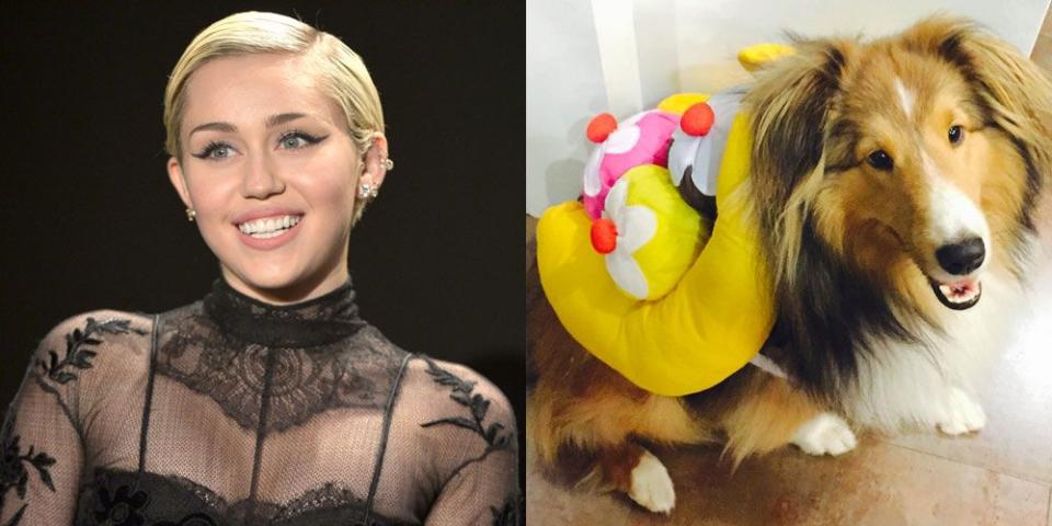 Miley Cyrus' Dog, Emu