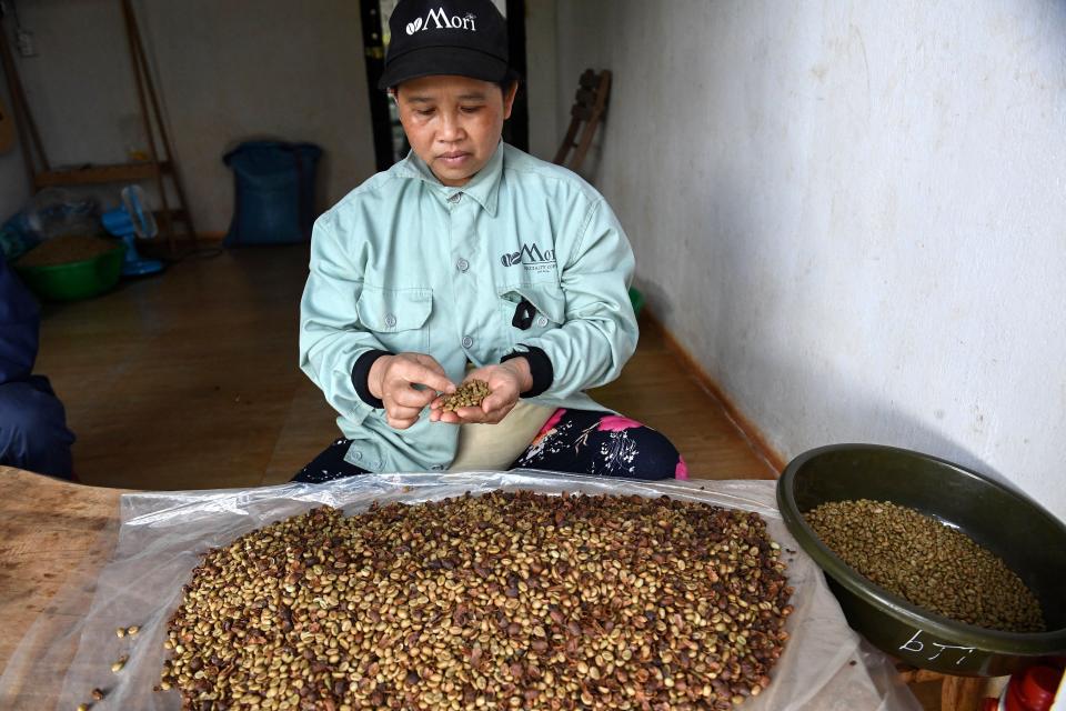 Vietnamese worker sorts coffee beans in central highlands - Copyright: Nhac Nguyen/AFP via Getty Image