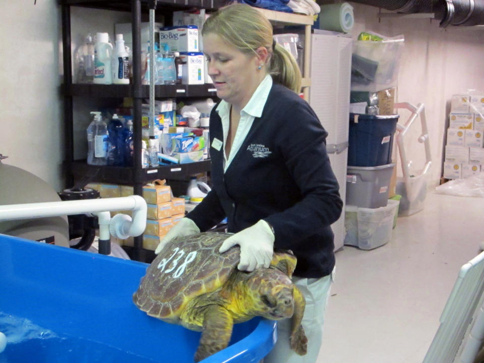 FILE - In this Jan. 14, 2013 photograph, Kelly Thorvalson, manager of the Sea Turtle Hospital at the South Carolina Aquarium, moves a loggerhead sea turtle stunned by the cold off New England to a tank in the aquarium in Charleston, S.C. The U.S. Fish and Wildlife Service announced on Friday, March 22, 2013, it was designating about 175 miles of shoreline along the Carolinas coast as habitat critical to the recovery of the threatened turtles. (AP Photo/Bruce Smith, File)