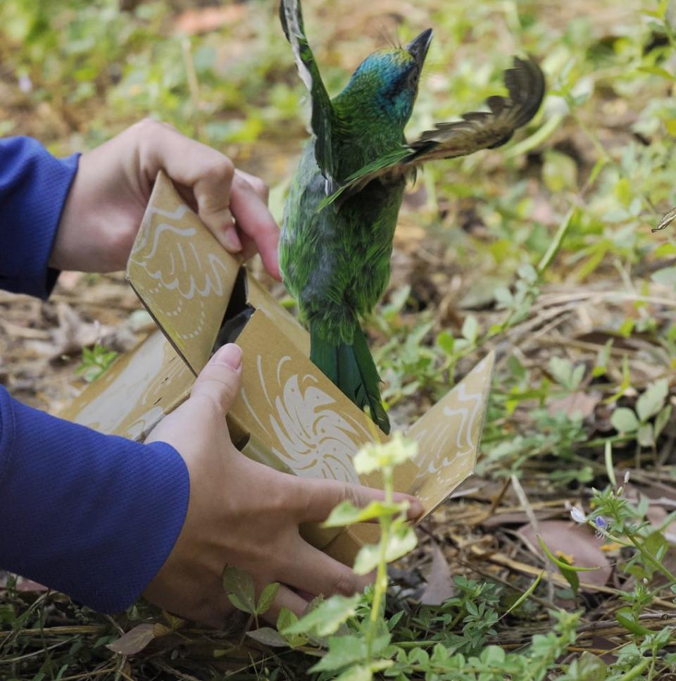 台南市野鳥學會救傷志工在巴克禮公園野放五色鳥。（鳥會提供）