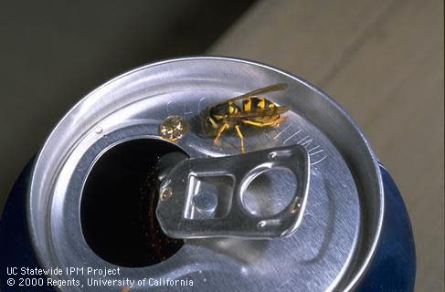 Adult Western yellow jacket on soda can